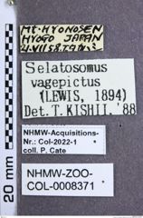 Etiketten zu Pristilophus vagepictus (Lewis, 1894) (NHMW-ZOO-COL-0008371)